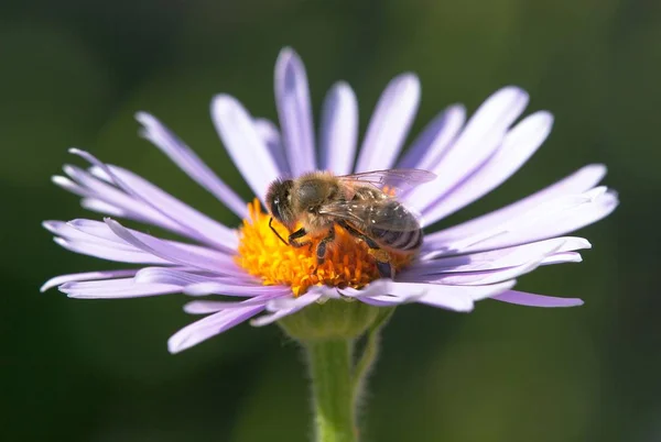 Detalle Abeja Abeja Latín Apis Mellifera Abeja Europea Occidental Miel — Foto de Stock