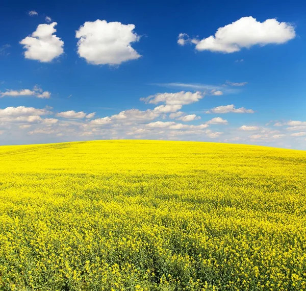Golden Field Flowering Rapeseed Canola Colza Beautiful Cloudy Sky Brassica — Stock Photo, Image