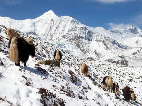 Troupeau Yaks Bos Grunniens Bos Mutus Sur Neige Dans Région — Photo