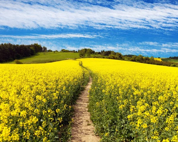 Campo Colza Canola Colza Latim Brassica Napus Com Caminho Belas — Fotografia de Stock