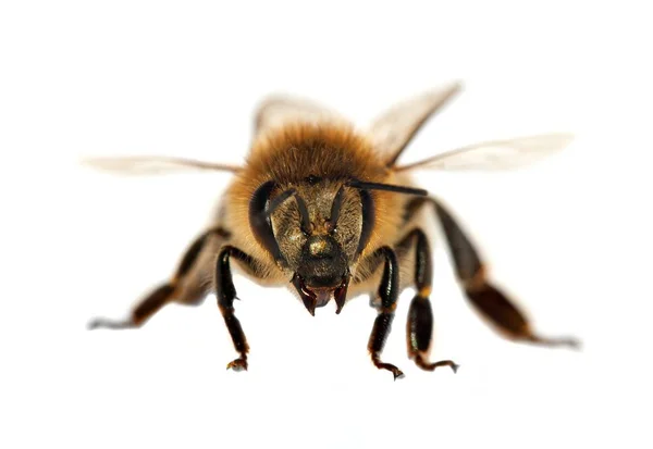 蜜蜂或蜜蜂在拉丁文Apis Mellifera European或Western Honey Bee中的细节 分离于白色背景 金黄色蜜蜂 — 图库照片