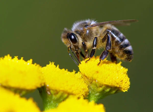 Detalle Abeja Abeja Latín Apis Mellifera Abeja Europea Occidental Polinizada — Foto de Stock