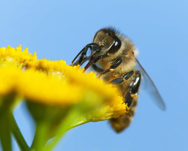 Detail Včelí Nebo Včel Latinské Apis Mellifera Evropské Nebo Západní — Stock fotografie