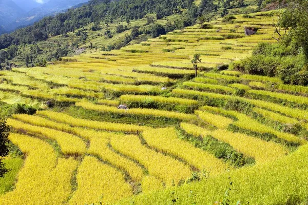 Golden Terraced Rice Paddy Fields Nepal Himalayas Mountains — Stock Photo, Image