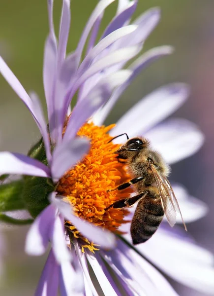 Detail Der Biene Oder Honigbiene Lateinisch Apis Mellifera Europäische Oder — Stockfoto