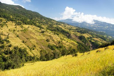 Nepal Himalayalar 'daki altın teraslı pirinç ya da çeltik tarlaları