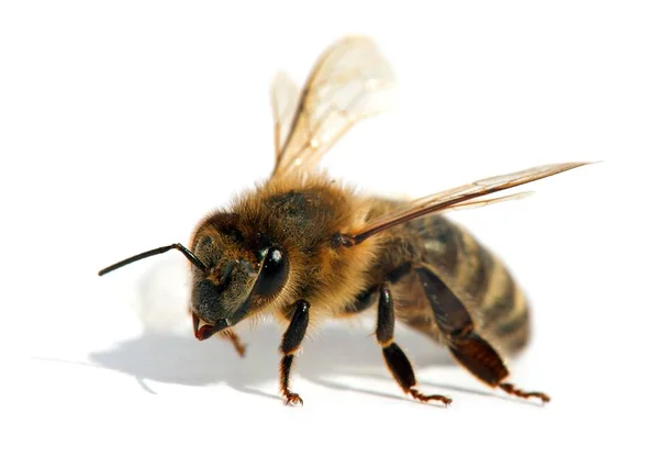 Részlet Méh Vagy Méh Latin Apis Mellifera Európai Vagy Nyugati — Stock Fotó