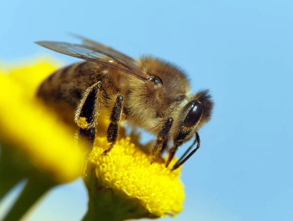 蜂またはラテン セイヨウミツバチ ヨーロッパや西洋ミツバチ青い空を背景に分離された黄色の花の受粉にミツバチの詳細 — ストック写真