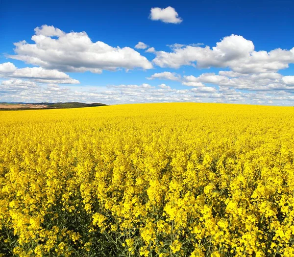 Campo Dourado Canola Colza Floração Colza Com Belo Céu Nublado — Fotografia de Stock