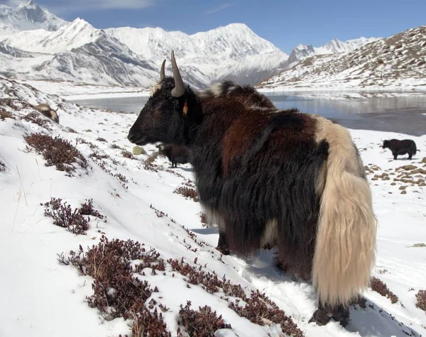 成群的牦牛 牦牛或牛属 在布尔纳附近的冰湖 Kicho 布尔纳范围 尼泊尔喜马拉雅雪山雪 — 图库照片