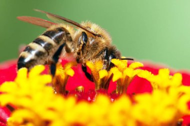 ayrıntı arı veya bal arısı Latin Apis Mellifera, Avrupa ya da Batı bal arı Tozlanan kırmızı ve sarı çiçek
