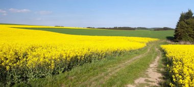 Kolza tohumu, kanola veya kolza Latin Brassica napus kırsal yol ve güzel bulut, kolza tohumu ile bitki yeşil enerji ve Yeşil endüstri, altın bahar çiçekli alan tarlası  