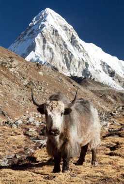Everest Ana kampı giderken yak ve Pumo ri - Nepal Himalayalar dağlar bağlama