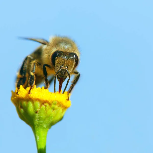 Detail Van Bee Honingbij Latijnse Apis Mellifera Europese Westerse Honingbij — Stockfoto