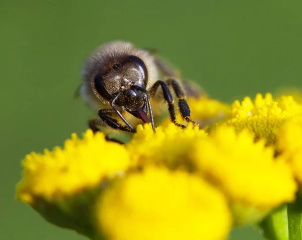 Detalhe Abelha Abelha Latim Apis Mellifera Abelha Européia Ocidental Polinizada — Fotografia de Stock