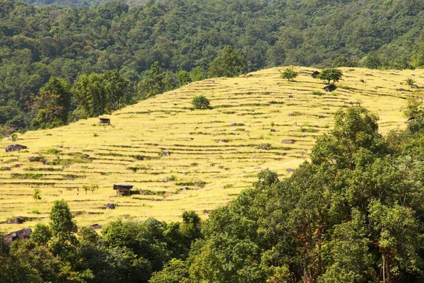 Golden Terraced Rice Paddy Fields Nepal Himalayas Mountains — Stock Photo, Image