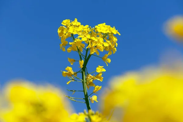 Detail Květu Řepky Řepky Nebo Řepky Latinské Brassica Napus Rostliny — Stock fotografie