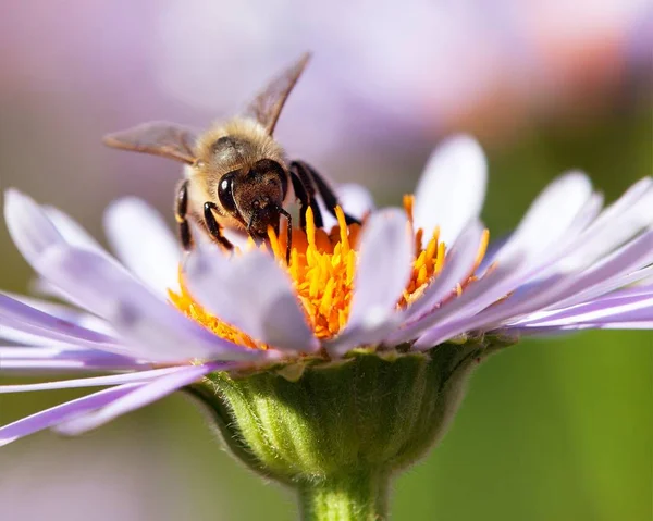 蜂またはラテン セイヨウミツバチ 紫や青の花の上に座ってヨーロッパや西洋ミツバチ ミツバチの詳細 — ストック写真