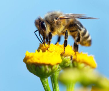 ayrıntı arı veya içinde Latin Apis Mellifera, mavi gökyüzü arka plan üzerinde izole sarı çiçek Tozlanan Avrupa veya Batı bal arısı bal arısı