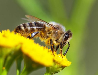 ayrıntı arı veya içinde Latin Apis Mellifera, sarı çiçek Tozlanan Avrupa veya Batı bal arısı bal arısı