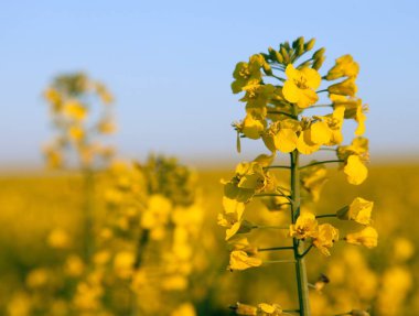 ayrıntı çiçekli kolza tohumu kanola veya Latince Brassica Napus, bitki yeşil enerji ve petrol endüstrisi için kolza tohumu mavi gökyüzü arka plan üzerinde kolza