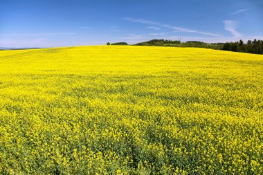 Kolza tohumu, kanola veya kolza, Latince Brassica Napus ve kireç ağacında, kolza tohumu bitki yeşil enerji ve Yeşil endüstri, altın bahar çiçekli alan tarlası