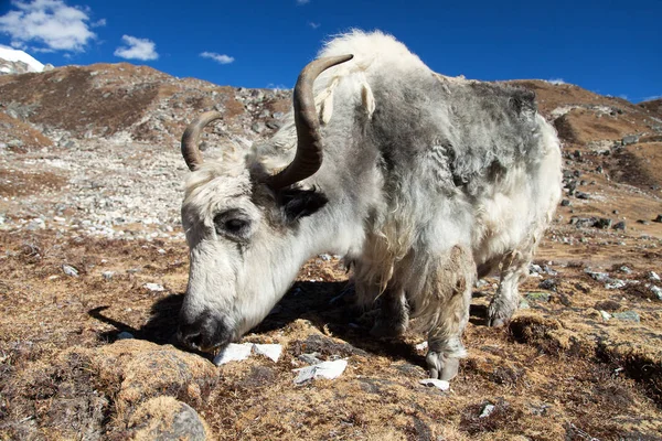 Yak Bianco Grigio Bos Grunniens Bos Mutus Nepal Himalaya Animali — Foto Stock