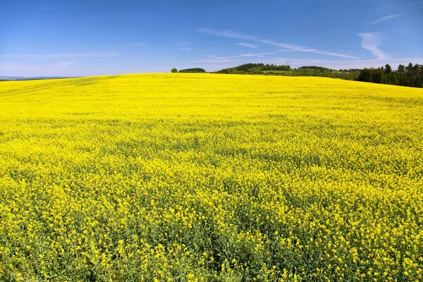 Kolza tohumu, kanola veya kolza, Latince Brassica Napus ve kireç ağacında, kolza tohumu bitki yeşil enerji ve Yeşil endüstri, altın bahar çiçekli alan tarlası