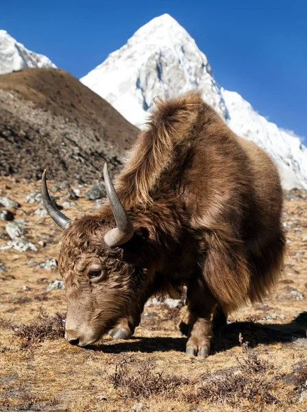 Jak Väg Till Everest Basläger Och Montera Pumo Nepal Himalaya — Stockfoto