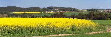 Kolza tohumu, kanola veya kolza, Latince Brassica Napus ve kireç ağacında, kolza tohumu bitki yeşil enerji ve Yeşil endüstri, altın bahar çiçekli alan tarlası