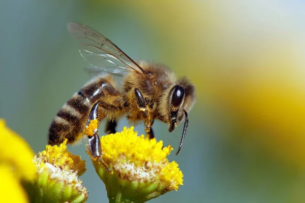 蜜蜂或蜜蜂的细节在拉丁蜜蜂 欧洲或西部蜂蜜蜜蜂授粉黄色花 — 图库照片