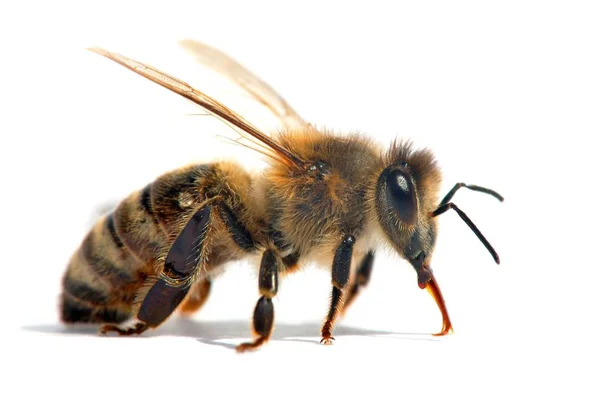 ラテン語でミツバチやミツバチの詳細 Apis Mellifera ヨーロッパや西洋のミツバチは白い背景に隔離され 黄金のミツバチ — ストック写真