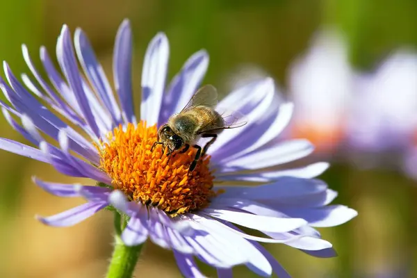 Detail Der Biene Oder Honigbiene Lateinisch Apis Mellifera Europäische Oder — Stockfoto