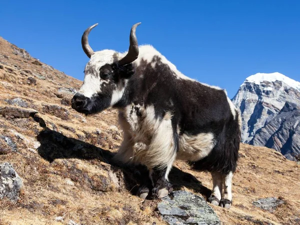 Чорно Білий Спосіб Базовий Табір Евересту Непал Гімалаї — стокове фото