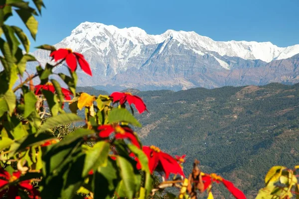 Hora Annapurna Červenými Květy Annapurna Himal Nepál Himaláje — Stock fotografie