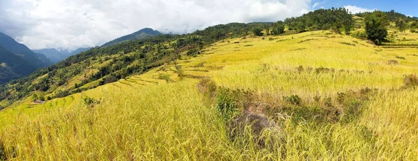 Χρυσαφένιο Ρύζι Ορυζώνες Στα Βουνά Ιμαλάια Του Νεπάλ — Φωτογραφία Αρχείου