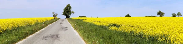 Vista Panorâmica Campo Colza Canola Colza Latim Brassica Napus Planta — Fotografia de Stock