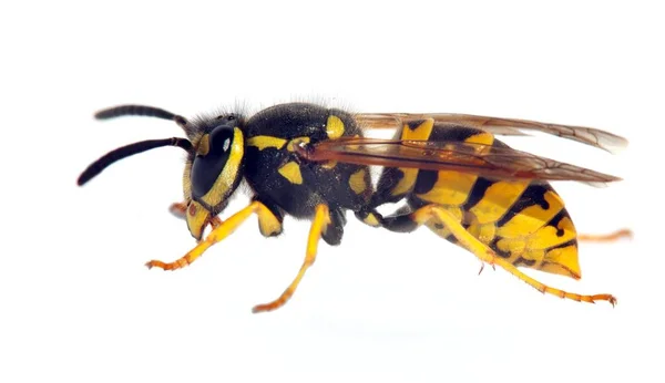 Wasp Isolateed Witte Achtergrond Latijnse Vespula — Stockfoto