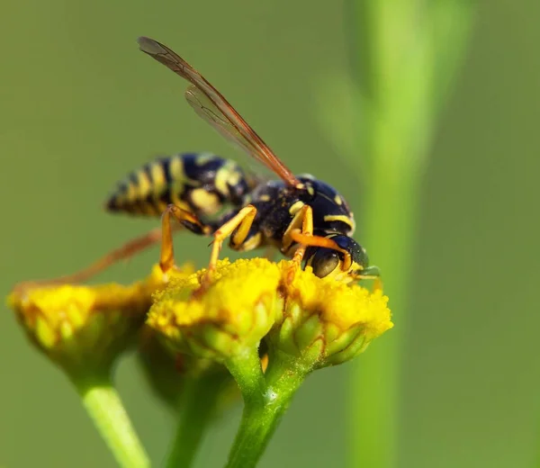 Wespe Bestäubt Von Der Gelben Blume Lateinisch Vespula — Stockfoto