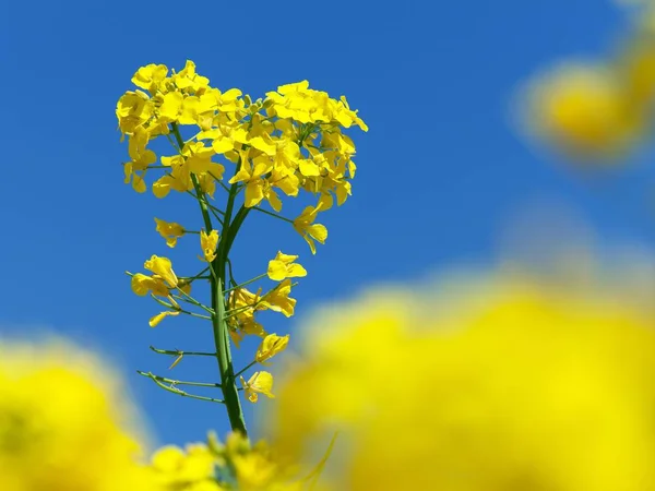 Ayrıntı Çiçekli Kolza Tohumu Kanola Veya Latince Brassica Napus Bitki — Stok fotoğraf