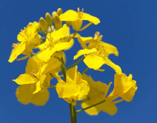 Detalhe Floração Canola Colza Colza Latim Brassica Napus Planta Para — Fotografia de Stock