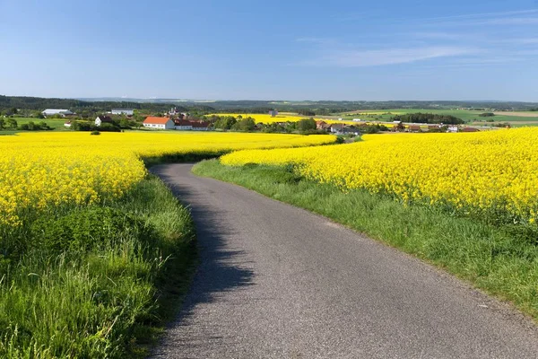 Πανοραμική Θέα Της Ελαιοκράμβης Πεδίου Canola Αγριοκράμβης Στη Λατινική Brassica — Φωτογραφία Αρχείου