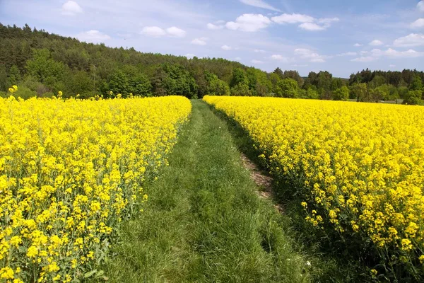 菜の花 菜種や菜種 田舎道と澄んだ青い空 菜種ラテン ナタネの分野はグリーン エネルギー グリーン産業の工場 — ストック写真