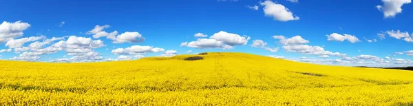 菜の花 菜種や美しい雲 菜種とラテンのナタネの菜種の分野は グリーン エネルギー グリーン産業 春黄金開花フィールド パノラマの景色のための植物 — ストック写真