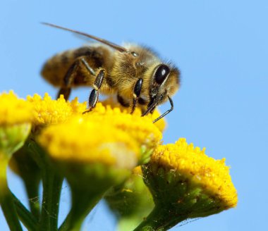 ayrıntı arı veya içinde Latin Apis Mellifera, mavi gökyüzü arka plan üzerinde izole sarı çiçek Tozlanan Avrupa veya Batı bal arısı bal arısı