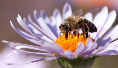 ayrıntı arı veya Latin Apis Mellifera, Avrupa ya da Batı bal arısı mor ya da mavi çiçek oturma içinde bal arısı