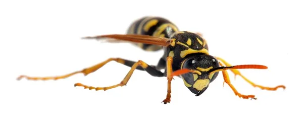 Wasp Isolateed Vit Bakgrund Latin Vespula — Stockfoto