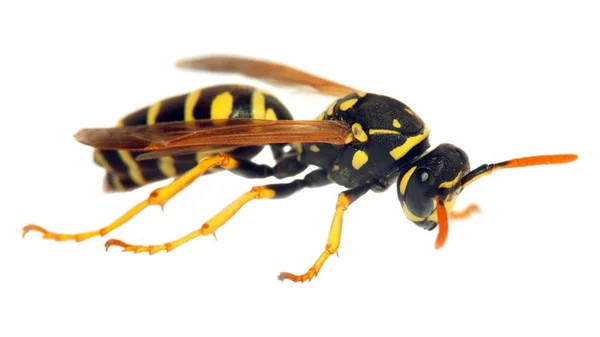 Wasp Isolateed Vit Bakgrund Latin Vespula — Stockfoto