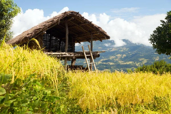 Golden Terraced Rice Paddy Fields Nepal Himalayas Mountains — Stock Photo, Image