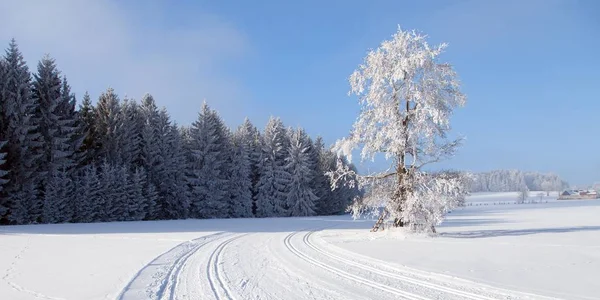 Winters Landschap Met Aangepaste Langlaufloipe — Stockfoto